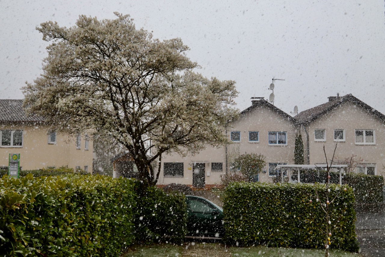 Blühender Kirschbaum im Schneegestöber