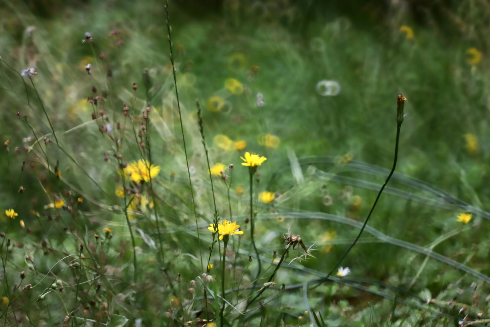 Kleine Fotoschule 1 27 Weiches und sanftes Bokeh von einem Spiegelobjektiv