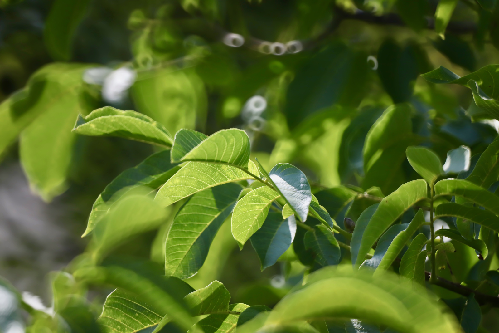 Kleine Fotoschule 1 26 Aufdringliches Bokeh von einem Spiegelobjektiv
